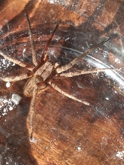 Phoneutria nigriventer