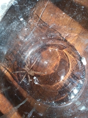 Phoneutria nigriventer