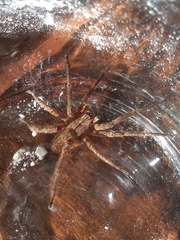 Phoneutria nigriventer