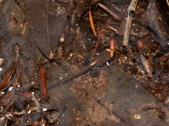 Pseudophryne australis