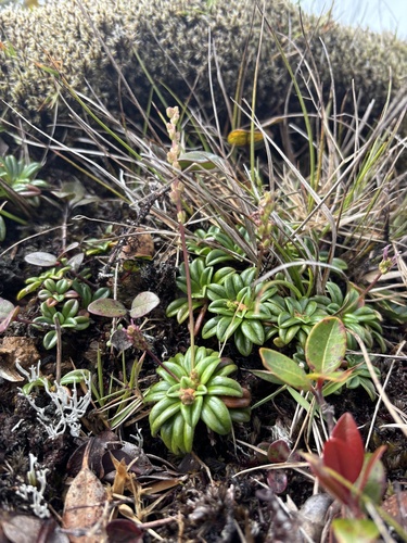 Plantago pachyphylla observed 2026-02-25