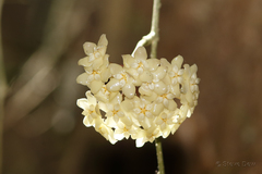 Hoya pottsii