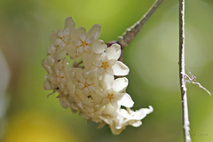 Hoya pottsii