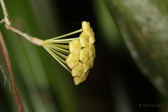 Hoya pottsii