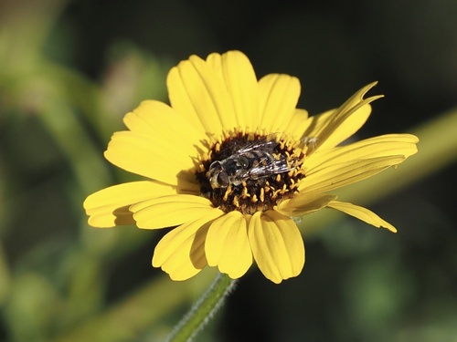 Unknown species found near Santa Catalina Island, Avalon, CA, US