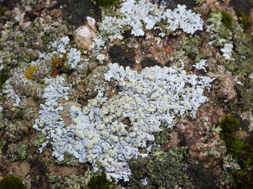 Blue-gray Rosette Lichen