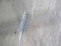 Tarentola mauritanica