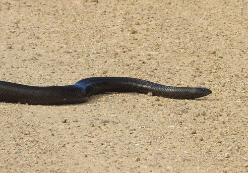 Mole Snake