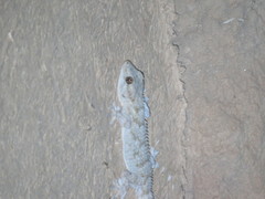 Tarentola mauritanica