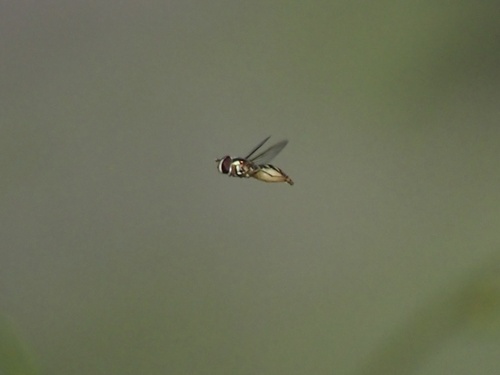 Unknown species found near Santa Catalina Island, Avalon, CA, US