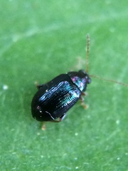 Crepidodera