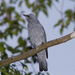 Barred Cuckooshrike - Photo (c) Steve Dew, some rights reserved (CC BY-NC), uploaded by Steve Dew