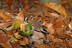 Carphodactylus laevis