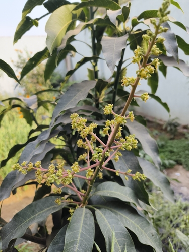 Indian mango