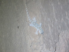 Tarentola mauritanica