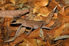 Carphodactylus laevis