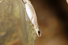 Carphodactylus laevis