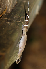 Carphodactylus laevis