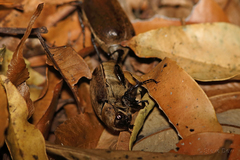 Dermolepida albohirtum