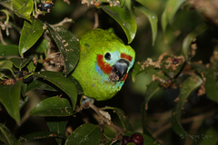 Cyclopsitta diophthalma