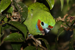 Cyclopsitta diophthalma