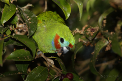 Cyclopsitta diophthalma