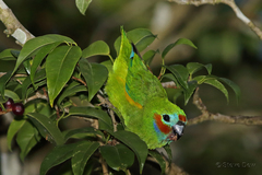 Cyclopsitta diophthalma