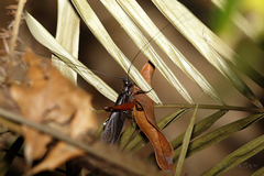 Exogryllacris ornata