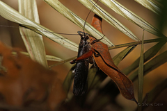 Exogryllacris ornata