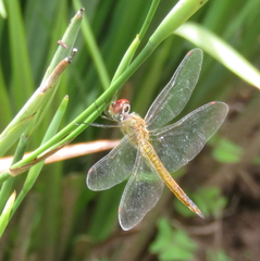 Pantala flavescens