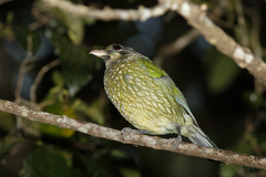 Ailuroedus maculosus