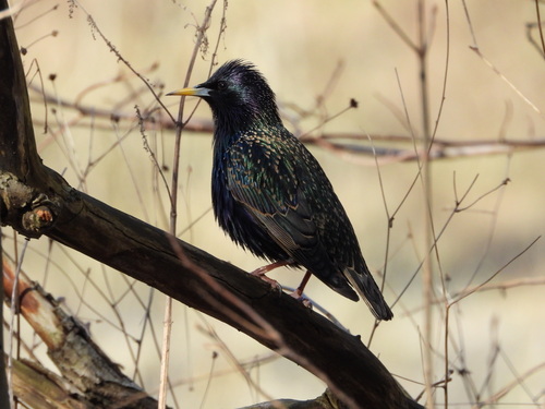 Paprastasis varnėnas