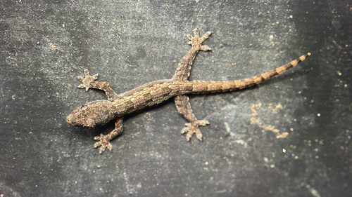 Hemidactylus platyurus