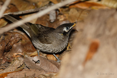 Bolemoreus frenatus