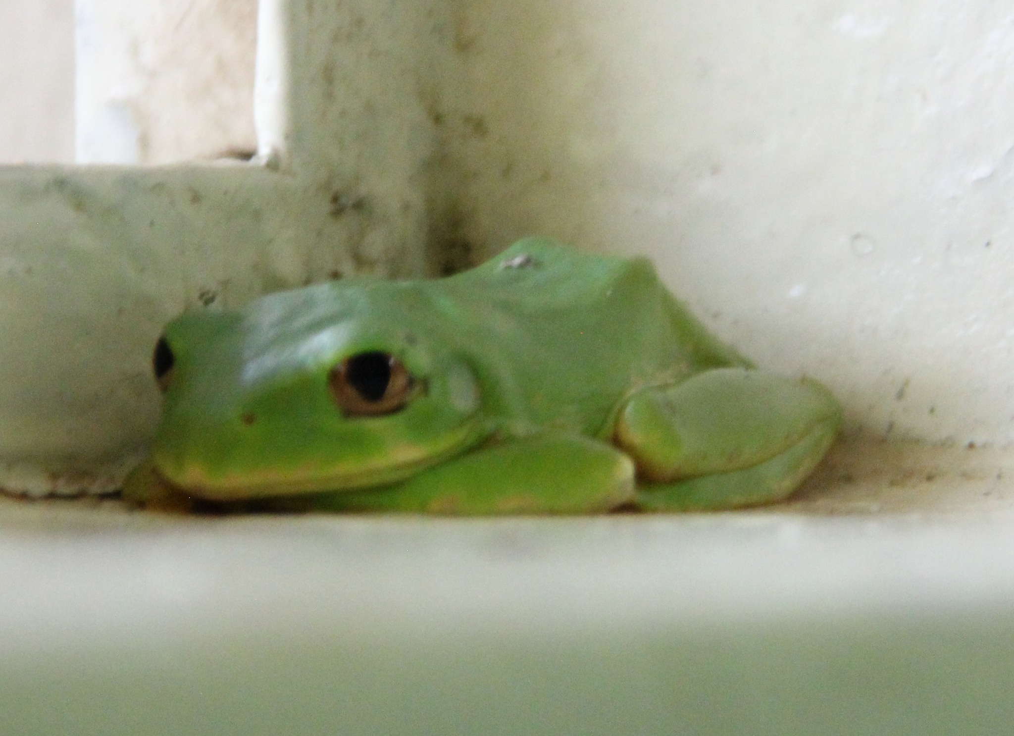 Leptopelis natalensis (Smith, 1849)