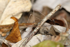 Sipyloidea caeca