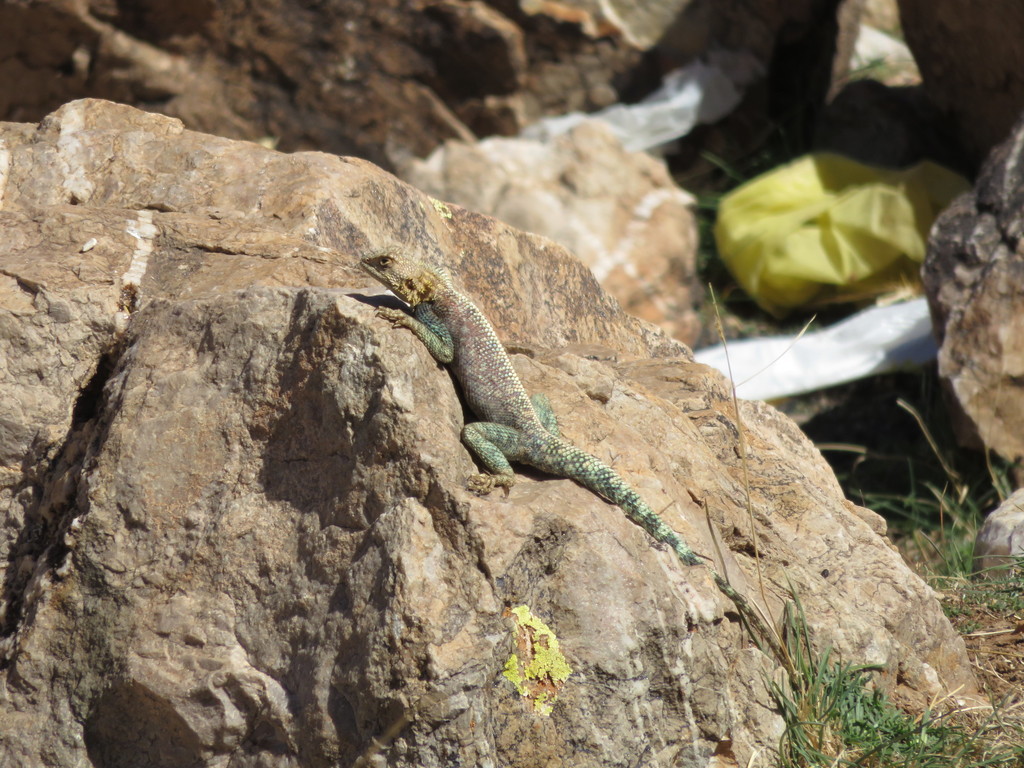 Bibron's Agama