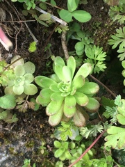 Sedum cepaea
