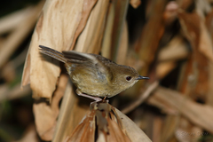 Atherton Scrubwren photo 2