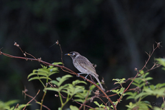 Bolemoreus frenatus