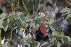 Bolemoreus frenatus