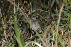 Bolemoreus frenatus