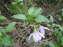 Solanum guineense