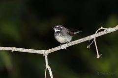 Rhipidura rufiventris isura