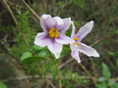 Solanum guineense
