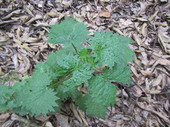Urtica lobulata