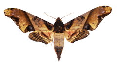 Amplypterus panopus