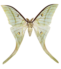 Lepidoptera