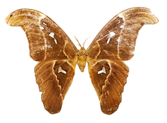 Attacus