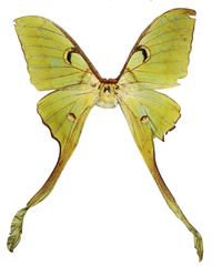 Actias
